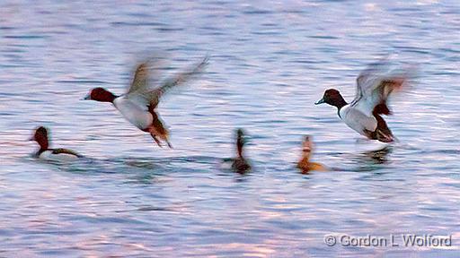 Ring-necked Ducks Taking Flight_28771.jpg - Ring-necked Ducks (Aythya collaris) photographed along the Rideau Canal Waterway at Kilmarnock, Ontario, Canada.